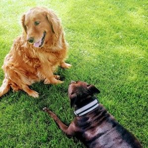 Meet your Posher, Patti